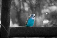 Lonely Bird by Laurens Rijswijk thumbnail