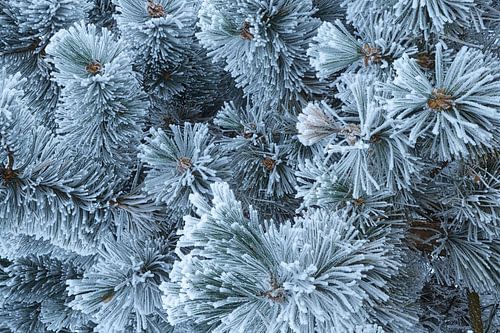 Mit Raureif und Frost bedeckte Tannenzweige von AS Photography