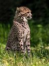 Jachtluipaard of Cheeta's : Koninklijke Burgers' Zoo van Loek Lobel thumbnail
