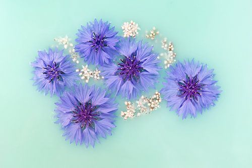 Cinq bleuets violets avec des fleurs blanches sur fond vert clair