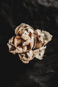 Flower of garlic by Melanie Schat-van der Werf