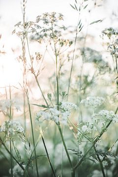 Fleurs sauvages vertes et blanches au coucher du soleil