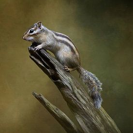 Fine Art Sibirisches Erdhörnchen von Silvia Thiel