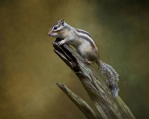 Fine Art Siberische grondeekhoorn van Silvia Thiel