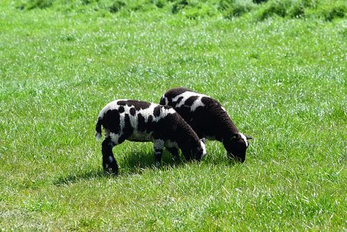 Lente in volle glorie