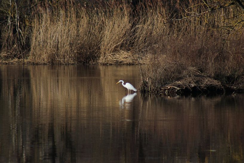 Egret by John Kerkhofs
