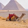 Kameel bij Piramides van Gizeh, Egypte van Jessica Lokker