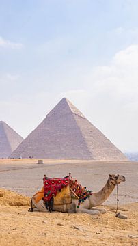 Kameel bij Piramides van Gizeh, Egypte