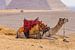 Kamel bei den Pyramiden von Gizeh, Ägypten von Jessica Lokker