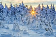 Besneeuwd landschap in het Erzgebirgebergte van Daniela Beyer thumbnail