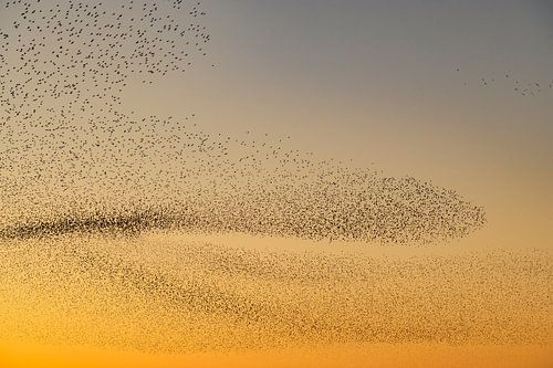 Spreeuwen tijdens zonsondergang aan het einde van een winterdag