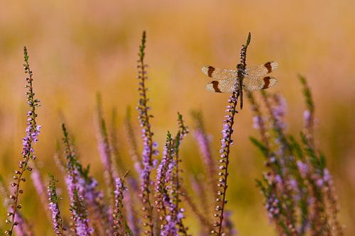 Gebänderte Heidelibelle auf Heide