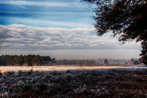 Automne sur la lande de Veluwe