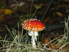 De Rode Hoed by Ronald Wakker