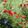Champs de fleurs
