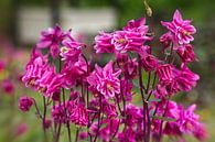 Pink Akelei by Rob Boon thumbnail