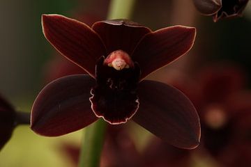 Chocolade orchidee van Daniëlle Eibrink Jansen
