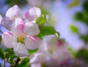 Lente - bloesem van een appelboom van ManfredFotos