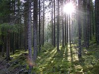 Zweden natuur bos