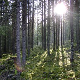 Zweden natuur bos van Hyppy Picture