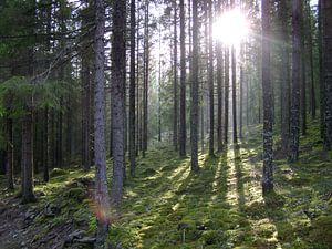 Zweden natuur bos van Hyppy Picture