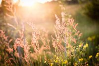 La nature en fleurs