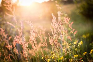 La nature en fleurs sur Yvette Smink