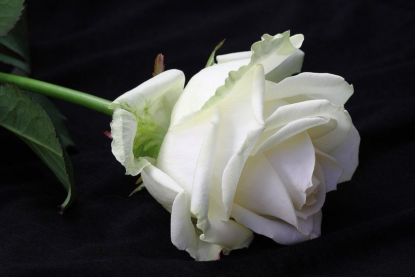 blanc pur par LHJB Photography