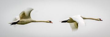 Swans by Jacco Bezuijen
