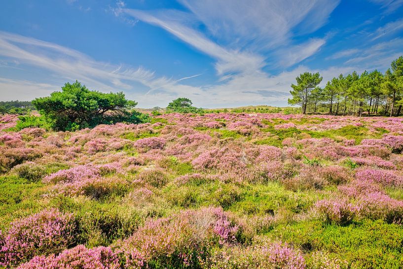 Schoorl heaths turn purple by eric van der eijk