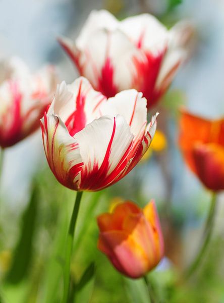 Tulipa flaming jump green by Corinne Welp