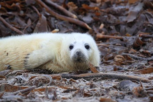Grijze Zeehond Brul Helgoland Eiland Duitsland