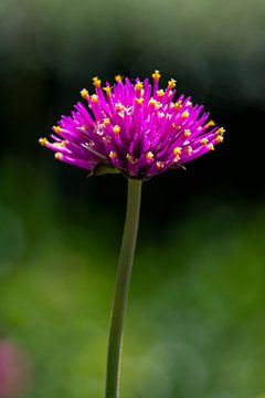 Bloem van Robbert De Reus