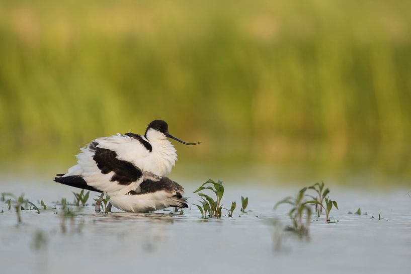 onder moeders veren by anja voorn