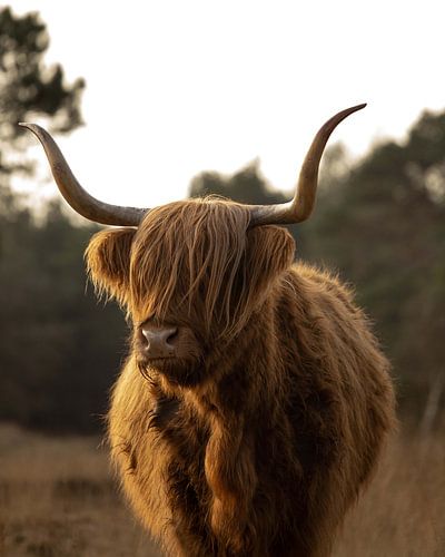 Schottischer Highlander