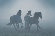 paarden in de mist van Rene scheuneman thumbnail