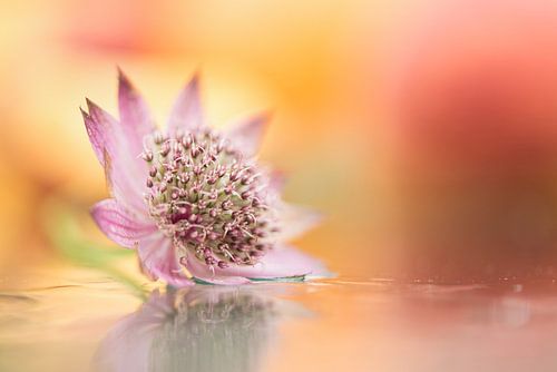 Zeeuws Knoopje von Alexandra Bijl