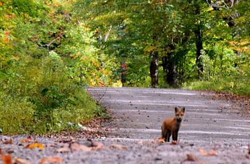 Een vos op de weg in de herfst van Claude Laprise