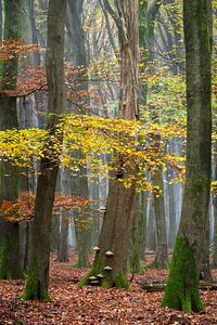 couleurs d'automne sur Lars van de Goor