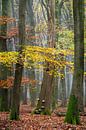 Herbstfarben von Lars van de Goor Miniaturansicht