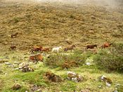 'Wilde paarden', Peru van Martine Joanne thumbnail