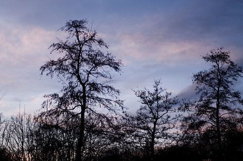 Zonsondergang in het park