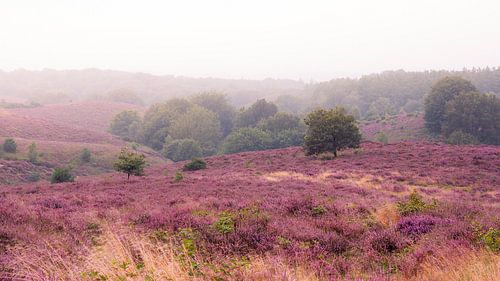 Veluwezoom Posbank Sonnenaufgang