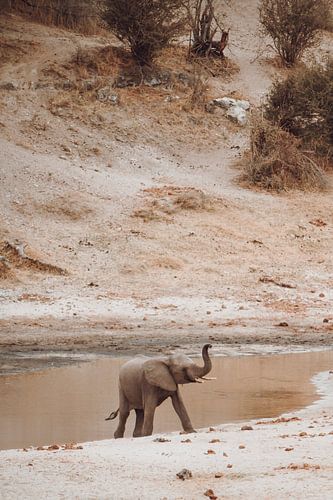 Jonge Afrikaanse olifant in een natuurlijk rivierlandschap
