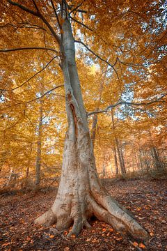 Tree in the fall by Egon Zitter