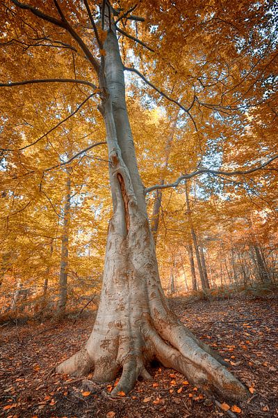 Baum im Herbst von Egon Zitter