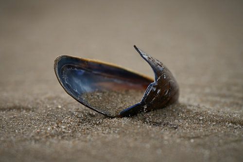 Strand vondsten ....