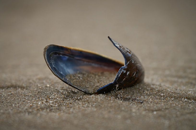 Strand vondsten .... van Eric Fotografie