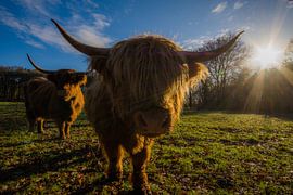 in the meadow by Bart Liesenborgs