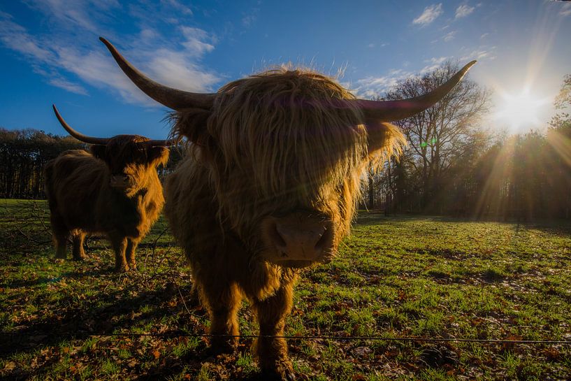 in the meadow by Bart Liesenborgs